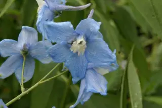 Delphinium elatum 'Oberon'