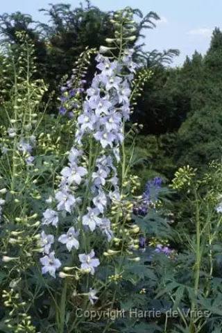 Delphinium elatum 'Oberon'