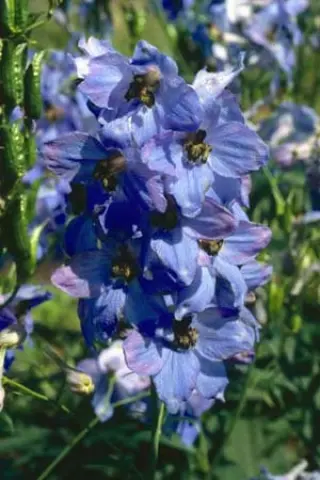 Delphinium elatum 'Ouverture'