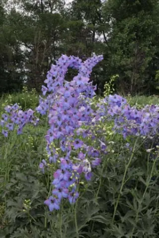 Delphinium elatum 'Ouverture'