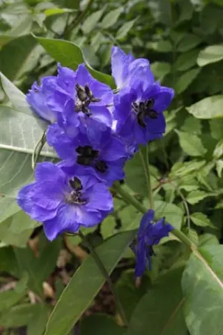 Delphinium elatum 'Parade'