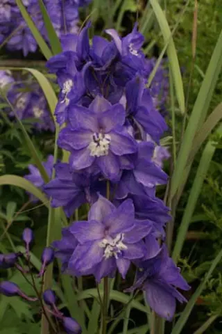 Delphinium elatum 'Pepe'