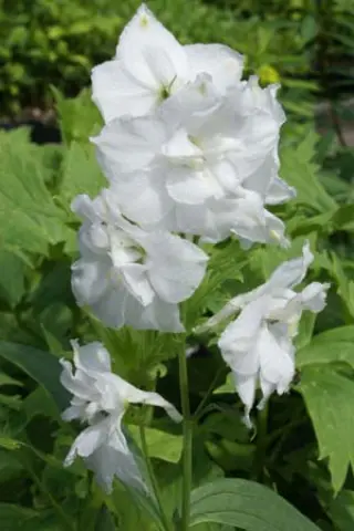Delphinium elatum 'Polarfuchs'