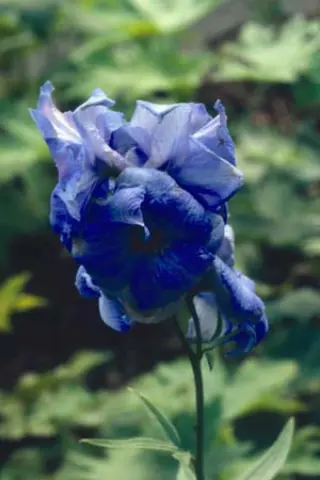 Delphinium elatum 'Schonbuch'