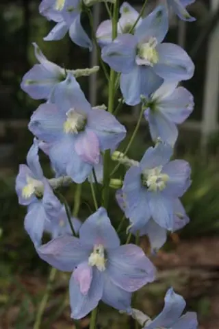 Delphinium elatum 'Sommerwind'