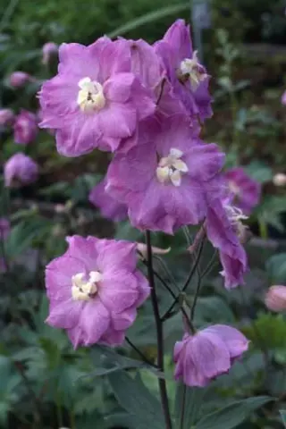 Delphinium elatum 'Strawberry Fair'