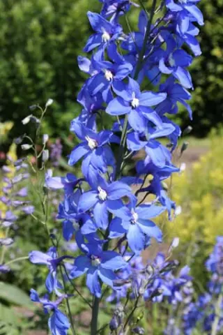 Delphinium elatum 'Traumula'
