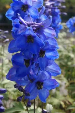 Delphinium elatum 'Waldenburg'