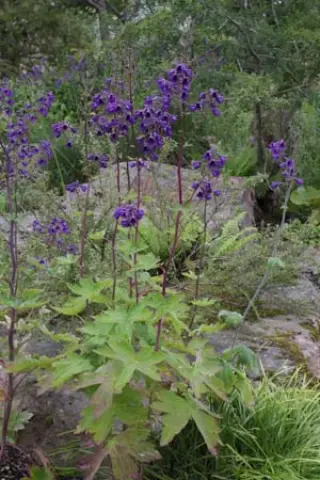 Delphinium maackianum