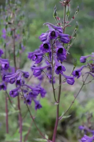 Delphinium maackianum