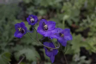 Delphinium mirabile