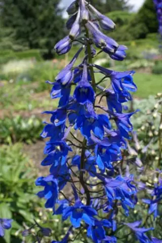 Delphinium oxysepalum