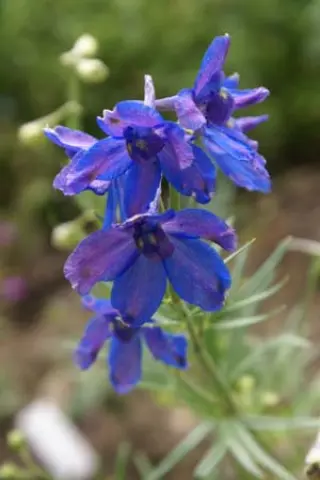 Delphinium tatsienense 'Sky Lights'