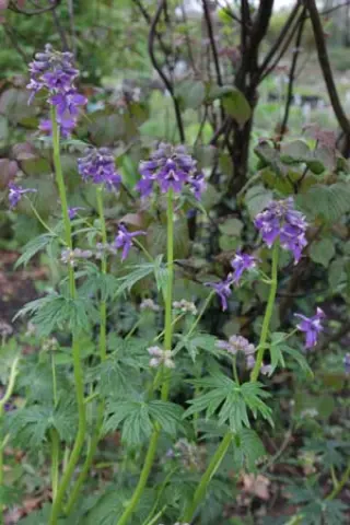 Delphinium trolliifolium