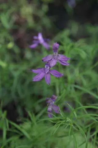 Delphinium uliginosum