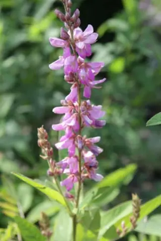 Desmodium canadense