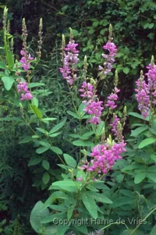 Desmodium canadense