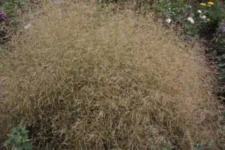 Deschampsia cespitosa 'Palava'
