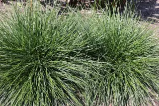Deschampsia cespitosa 'Js Smoking'