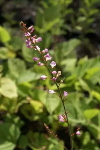 Desmodium nudiflorum