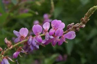 Desmodium obtusum