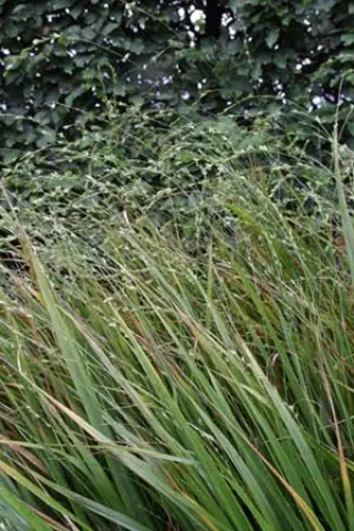 Diarrhena americana