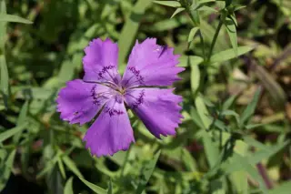Dianthus amurensis 'Siberian Blues'