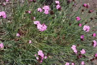 Dianthus carthusianorum ssp. latifolium