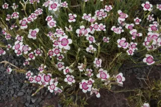 Dianthus deltoides 'Arctic Fire'