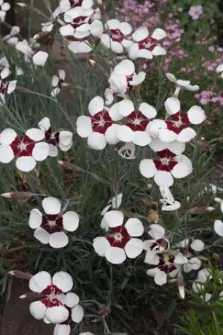 Dianthus 'Elizabethan'
