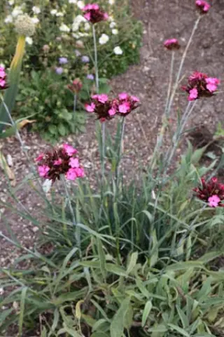 Dianthus giganteus