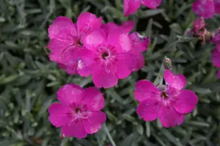 Dianthus gratianopolitanus 'Babi Lom'