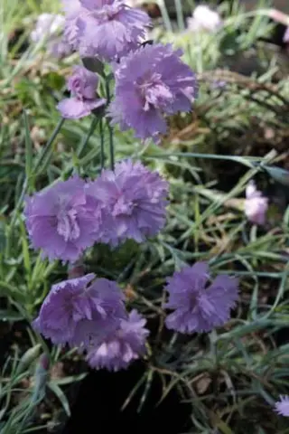 Dianthus gratianopolitanus 'Slot Der Nisse'