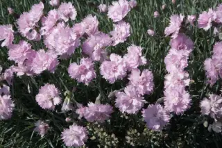 Dianthus gratianopolitanus 'Slot Der Nisse'