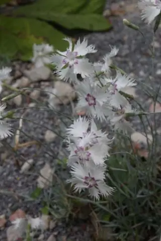 Dianthus 'Greystone'