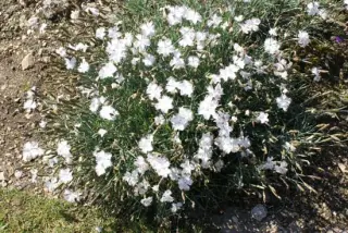 Dianthus 'Greystone'