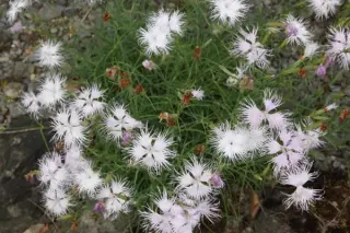Dianthus hyssopifolius subsp. gallicus