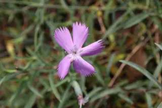 Dianthus hyssopifolius subsp. gallicus