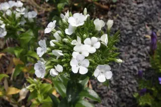 Dianthus japonicus 'Albiflorus'