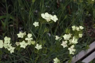 Dianthus knappii