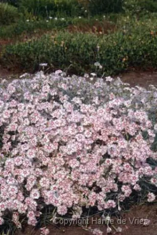 Dianthus lumnitzeri 'Tatra Fragrance'