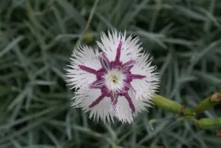 Dianthus lumnitzeri 'Tatra Fragrance'