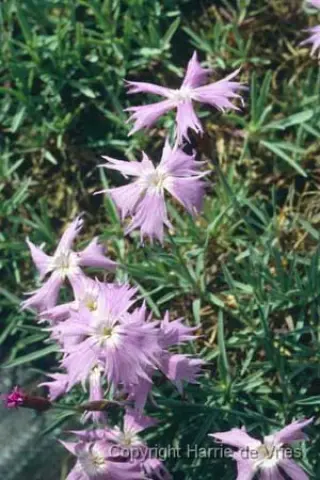 Dianthus monspessulanus sternbergii