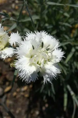 Dianthus 'Mrs. Sinkins'