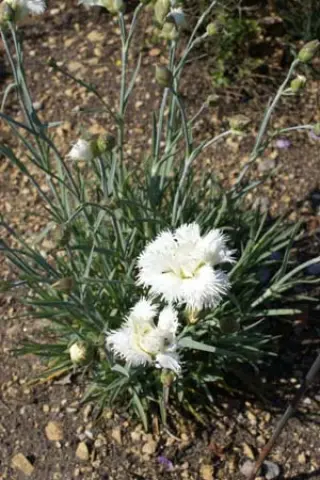 Dianthus 'Mrs. Sinkins'