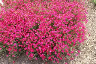 Dianthus myrtinervius