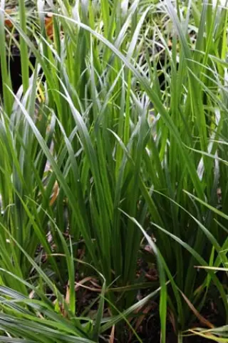 Diarrhena obovata