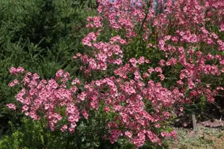 Diascia personata
