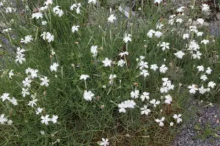 Dianthus petraeus