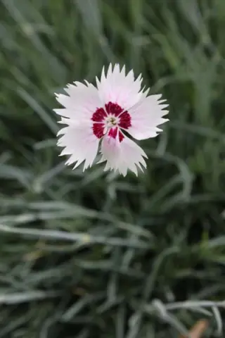 Dianthus plumarius 'Marieberg'
